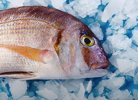 Deniz Ürünleri İşleme ve Muhafaza