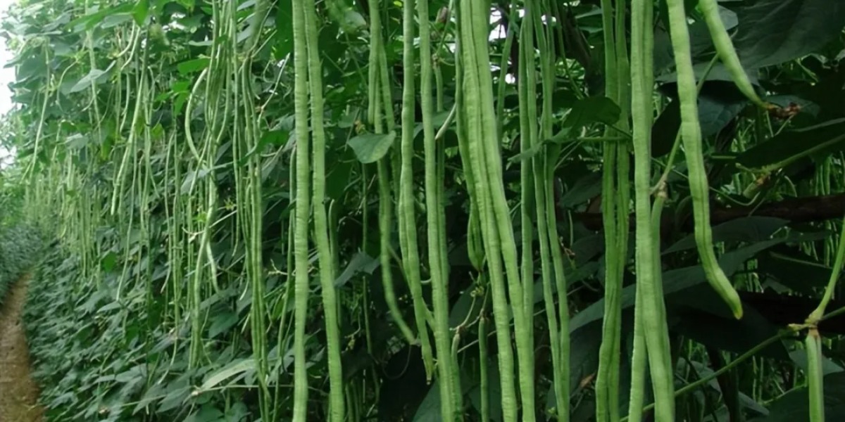 Baocharm Buz Yapımı | Sebzelerin Soğutulması ve Korunmasını Destekliyor