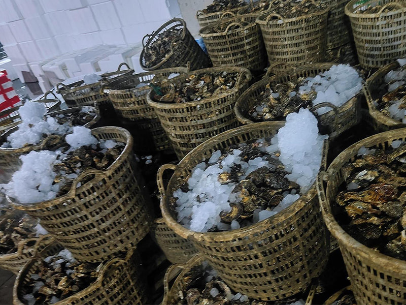 Deniz Ürünleri Lojistiğinde Devrim Yaratan BAOCHARM'ın Gelişmiş Blok Buz Makinesi